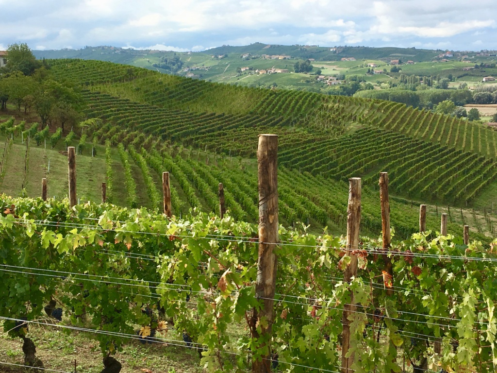 Piemonte wine country