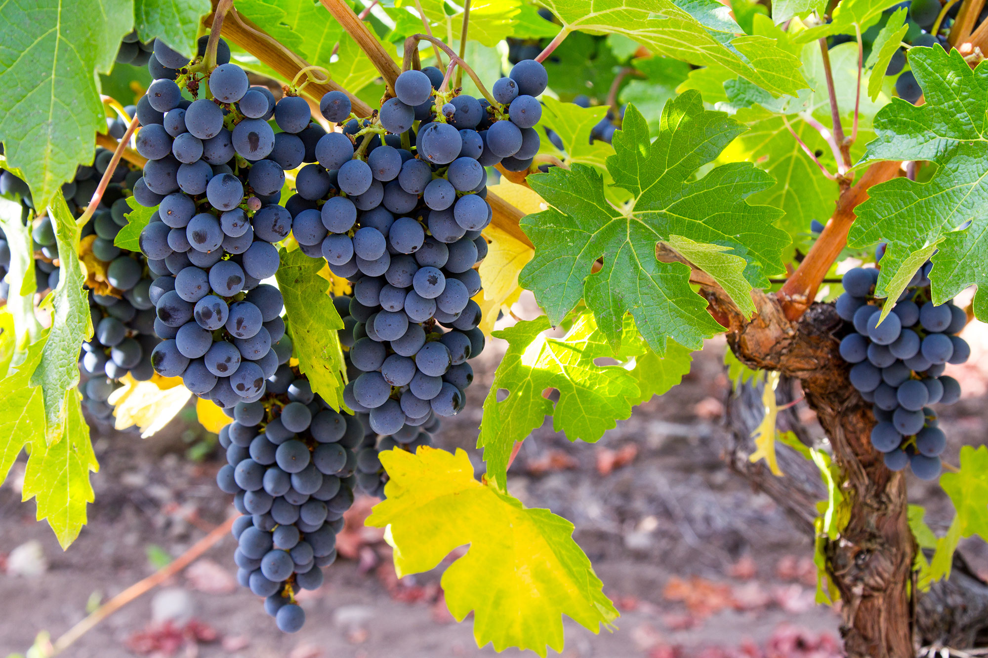 Sonoma cabernet grapes