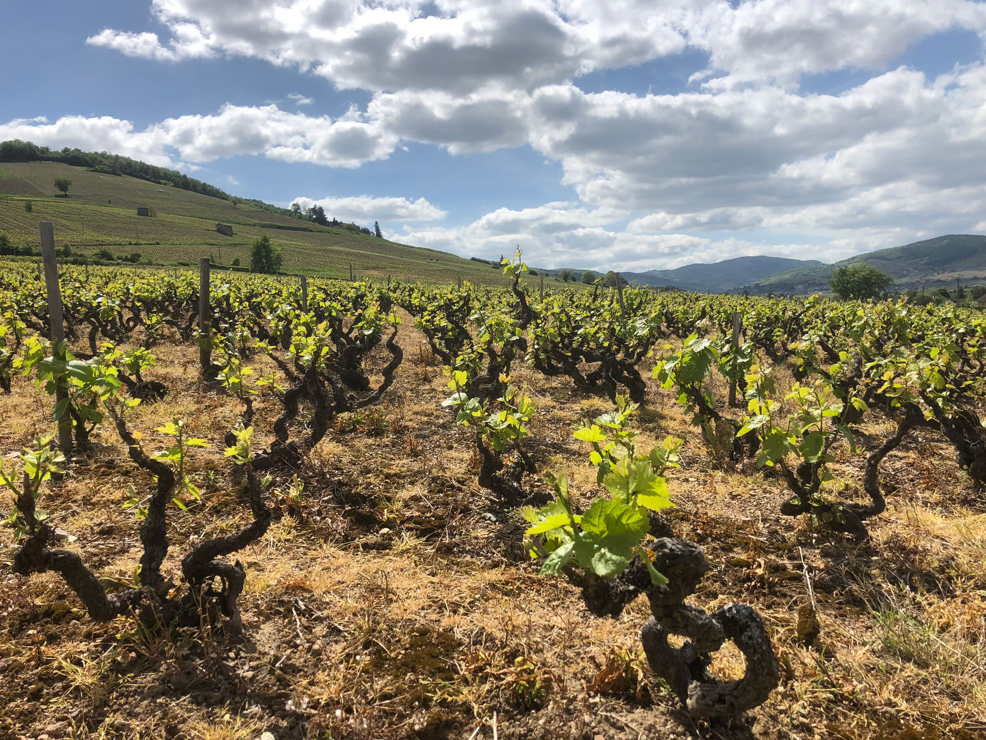 Burgundy vineyard