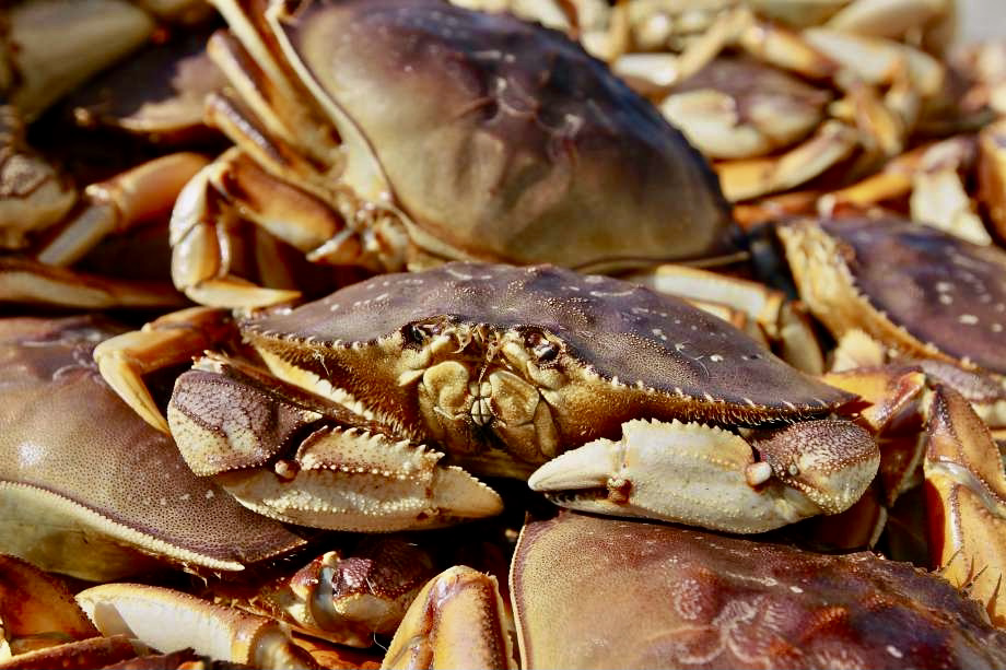 dungeness crabs