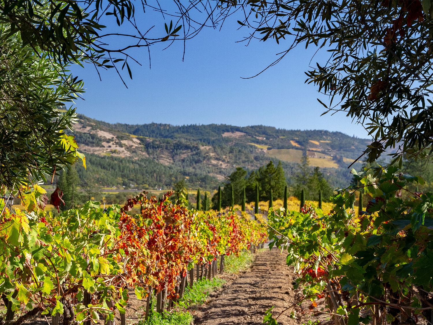 Calistoga vineyard