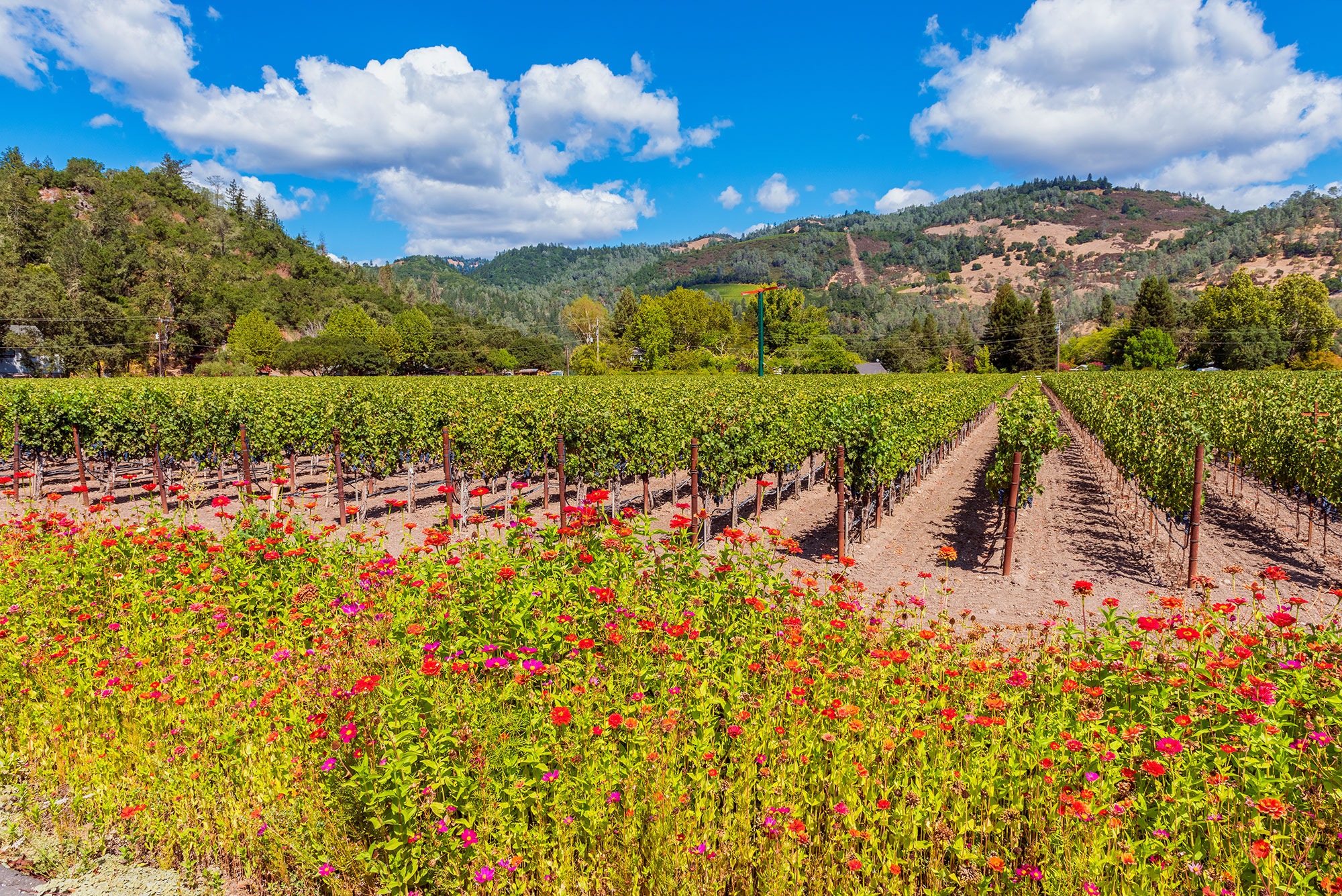 Napa Valley